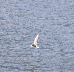 Chroicocephalus ridibundus