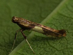 Caloptilia hemidactylella