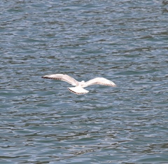 Chroicocephalus ridibundus