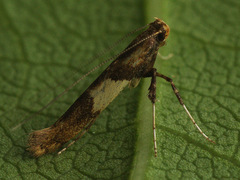 Caloptilia hemidactylella