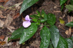 Dicliptera tinctoria