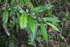 Rhamnus formosana
