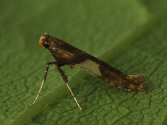 Caloptilia hemidactylella