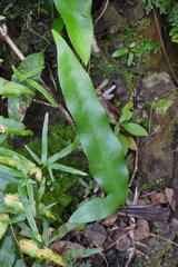 Microsorum scolopendria