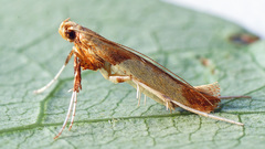 Caloptilia hemidactylella
