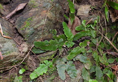 Tectaria zeilanica