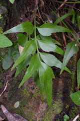 Asplenium falcatum