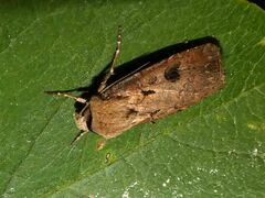 Agrotis exclamationis