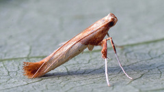 Caloptilia hemidactylella