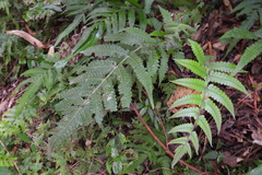 Thelypteridaceae