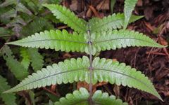 Thelypteridaceae