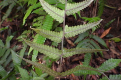 Thelypteridaceae