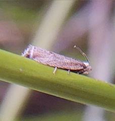 Bactra