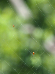 Argyrodes