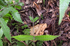 Thelypteridaceae