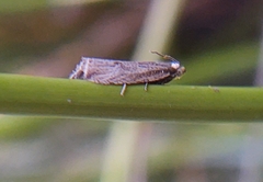 Bactra