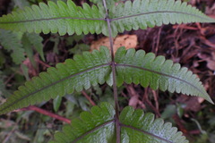 Thelypteridaceae
