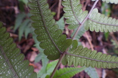 Thelypteridaceae