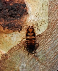 Robshelfordia circumducta
