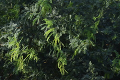 Prosopis juliflora