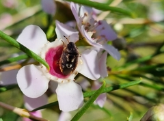 Pseudapines geminata