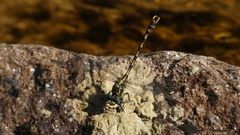Onychogomphus uncatus