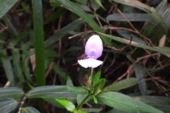 Dicliptera tinctoria