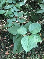 Cornus alba