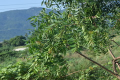 Azadirachta indica