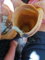 Calliteara pudibunda