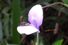 Eumerus