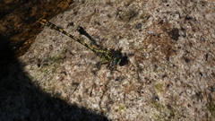 Onychogomphus uncatus