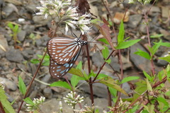 Ideopsis similis