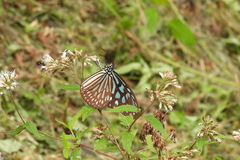 Ideopsis similis
