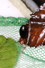 Agabinae