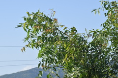 Azadirachta indica