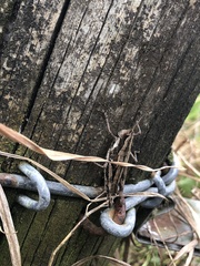 Phaulacridium marginale