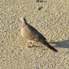 Streptopelia chinensis