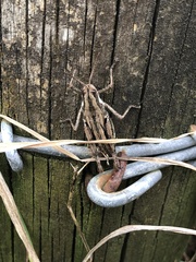 Phaulacridium marginale