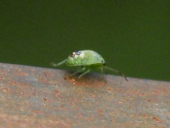 Plautia crossota