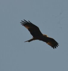 Milvus migrans parasitus