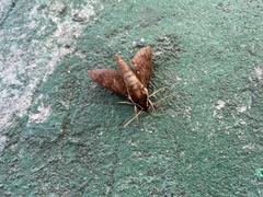 Gnathothlibus erotus