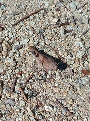 Oedipoda caerulescens