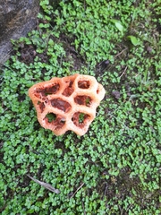 Clathrus ruber