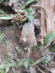 Cytaea