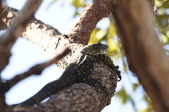 Varanus varius