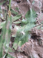 Cytaea