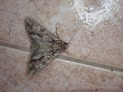 Apamea monoglypha