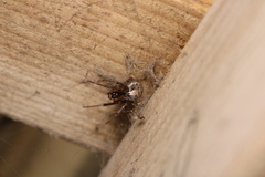 Zygiella x-notata