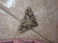 Apamea monoglypha